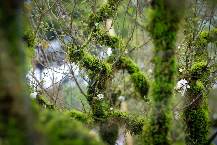 Cây nhất chi mai được trồng rêu phủ toàn thân, mục kín cành mang vẻ đẹp đặc trưng của núi rừng Tây Bắc. Ảnh: Vietnamplus