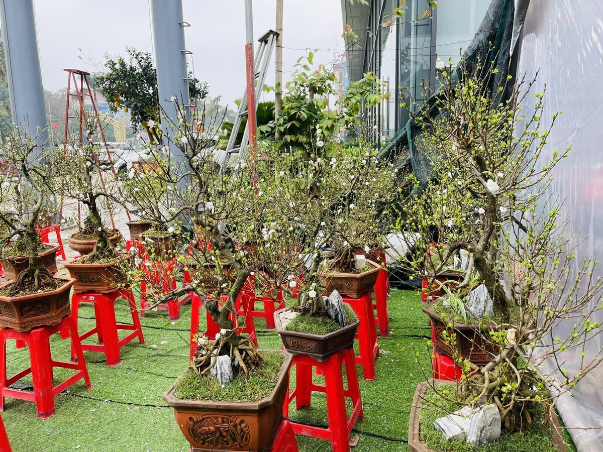 Tại TP Vinh (Nghệ An), nhất chi mai có giá dao động từ 1 - 5 triệu đồng/cây gồm cả chậu. Những cây to có dáng đẹp, mức giá có thể lên đến vài chục triệu đồng. ẢNh: Người đưa tin