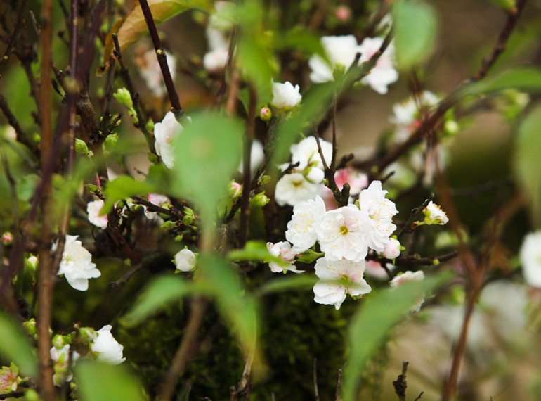 Khi bung nở, những bông hoa có màu trắng muốt, cánh đều, xếp chồng lên nhau. Ảnh: Kinhtedothi