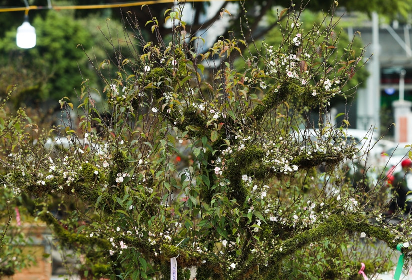 Tuy nhiên, để tạo được dáng thế này đòi hỏi người phải có kinh nghiệm. Ảnh: Kinhtedothi