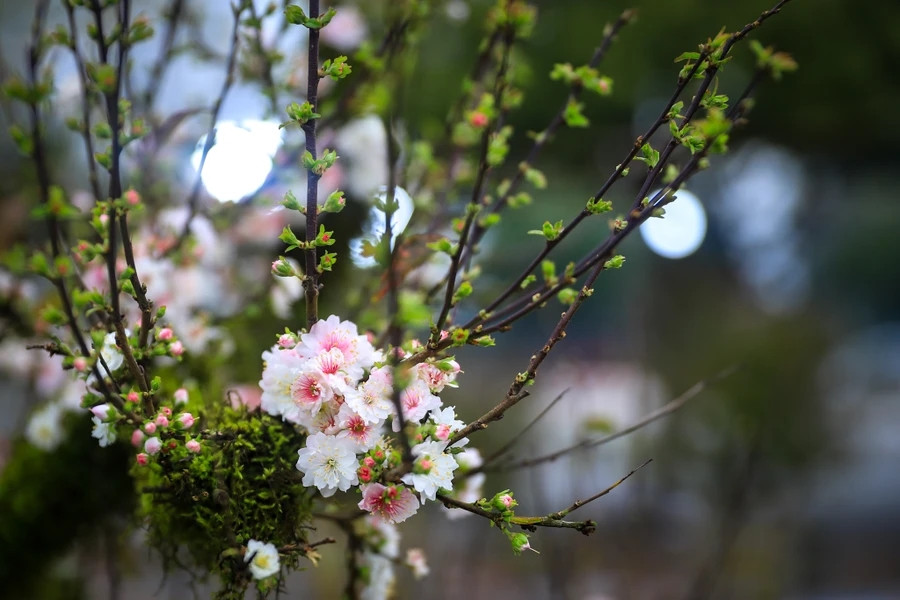 Đặc biệt, lúc tàn, cánh hoa sẽ dần chuyển sang sắc đỏ. Ảnh: Vietnamplus