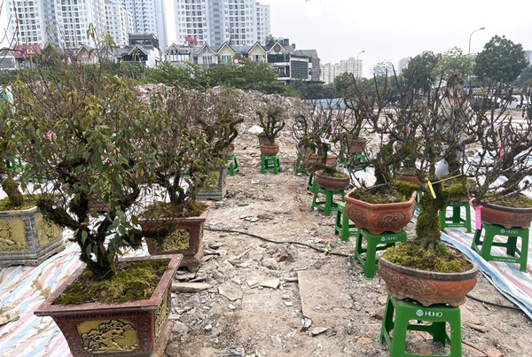 Nhất chi mai thuộc dạng thân gỗ, gốc cây xù xì, lá nhỏ hình mũi mác, màu xanh non. Ảnh: Công luận