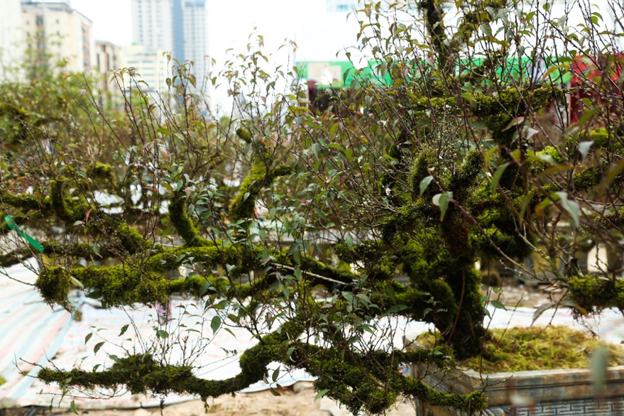 Những cây nhất chi mai phủ rêu phong được đưa từ Sapa, Lào Cai về Hà Nội có giá hàng chục triệu đồng vẫn đắt khách. Ảnh: Kinhtedothi