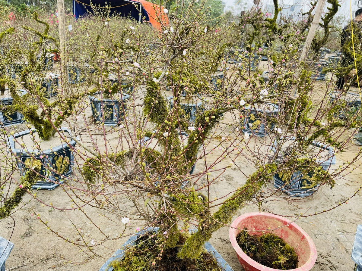 Những ngày cận Tết Nguyên đán, trên nhiều tuyến phố ở Hà Nội ngập tràn các loại hoa, cây cảnh độc lạ. Bên cạnh đào, quất, nhất chi mai được nhiều khách hàng ưa chuộng. Ảnh: Người đưa tin