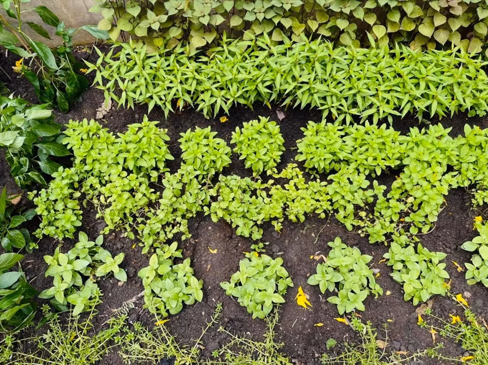 Nhờ chăm sóc kỹ lưỡng nên rau mọc lên rất nhanh và xanh mướt. Ảnh: FB Dam Vinh Hưng