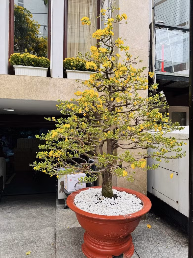 Ngày đầu năm, Mr Đàm hào hứng khoe chậu mai rực rỡ trước nhà. Ảnh: FB Dam Vinh Hưng