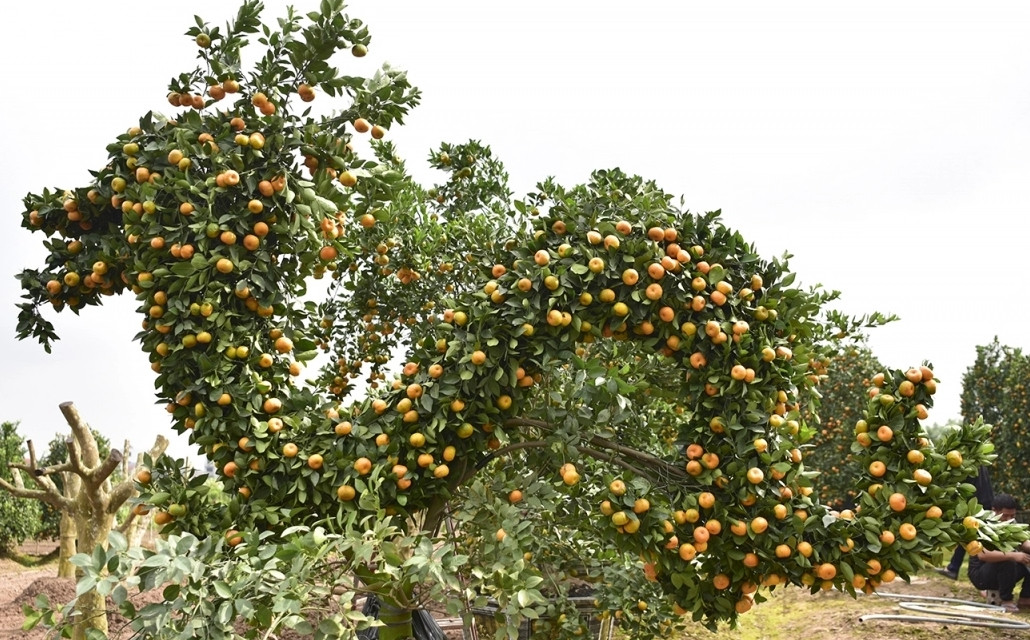 Phần thân uốn lượn khi đan các cành quất vào nhau đơn giản hơn. Ảnh: VOV