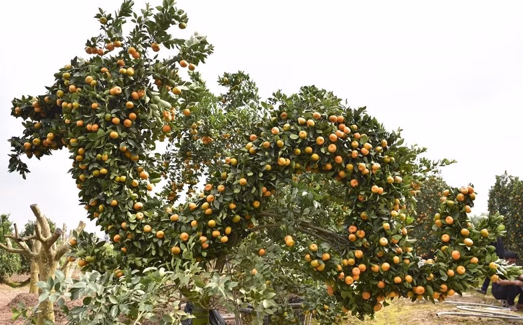 Phần thân uốn lượn khi đan các cành quất vào nhau đơn giản hơn. Ảnh: VOV