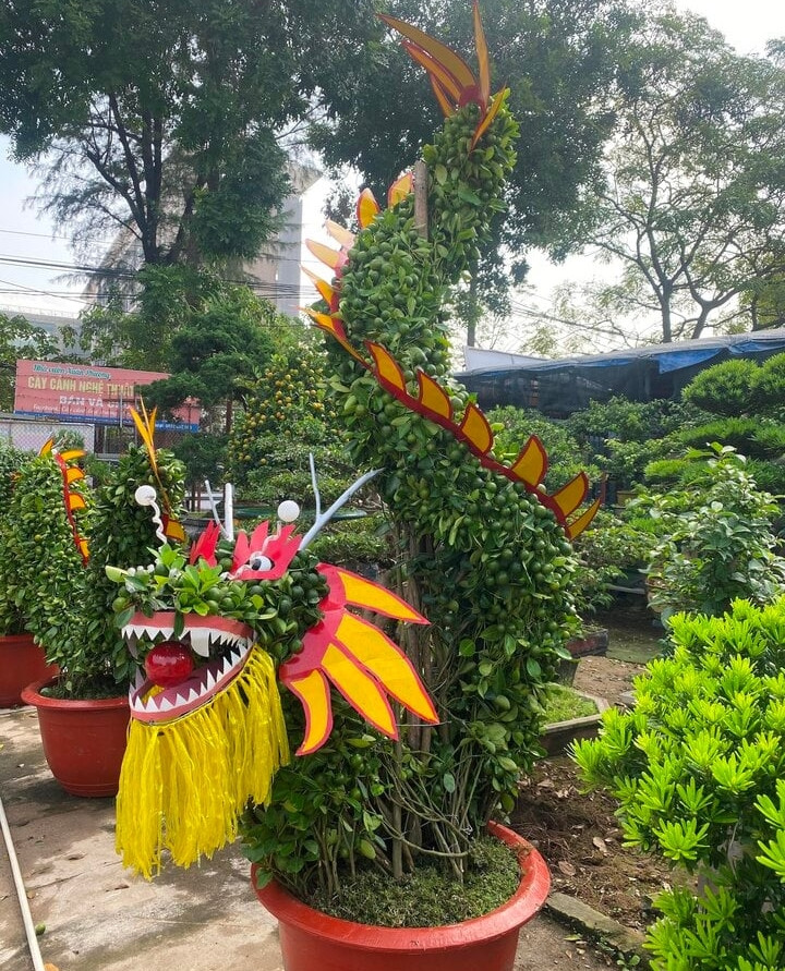 Với cặp rồng cuốn dáng đứng, ông Xuân sử dụng 6 cây quất ta để tạo dáng. Ảnh: Công Hiếu/VTCNews