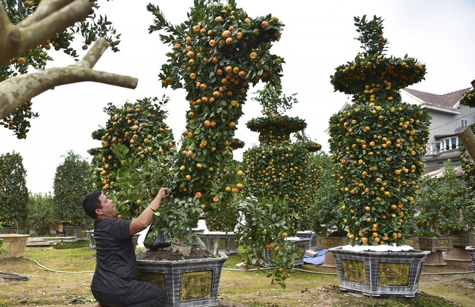 Năm nay, anh Vũ Xuân Tự (quê xã Mễ Sở, huyện Văn Giang, tỉnh Hưng Yên) biến hình cho những cây quất cảnh đơn điệu trở thành những con rồng với dáng vẻ uy nghiêm. Ảnh: VOV