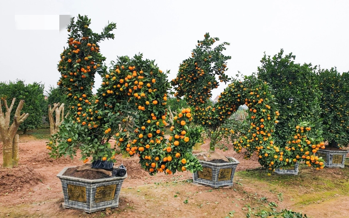 Để tạo thành quất hình rồng hoàn chỉnh, anh Tự phải dùng đến hàng trăm cuộn dây thép nhỏ. Ảnh: VOV