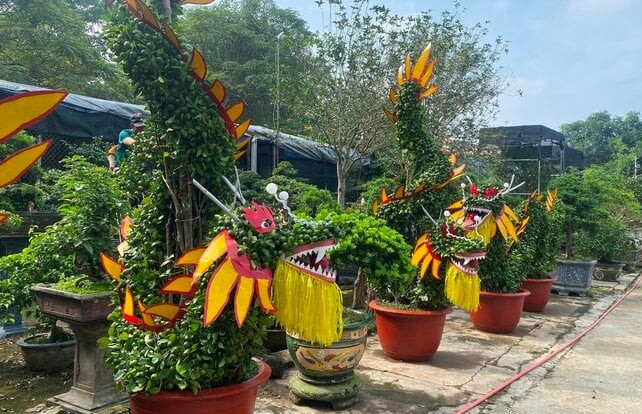 Tương tự, ông Trương Ngọc Xuân (Bắc Từ Liêm, Hà Nội) cũng lên ý tưởng và chế tác gần một năm qua để tạo ra 4 cây quất thế rồng lượn phục vụ dịp Tết Nguyên đán Giáp Thìn 2024. Ảnh: Cây cảnh Ngọc Xuân