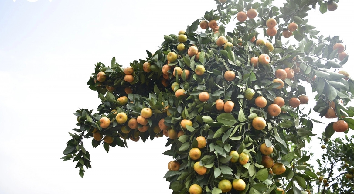 Khi bắt tay vào làm, anh Tự phải phác họa hình con rồng trong trí óc của mình, vừa làm, vừa tưởng tượng. Theo anh Tự, lúc mới bắt đầu vào khung, phần đầu rồng là khó nhất... Ảnh: VOV