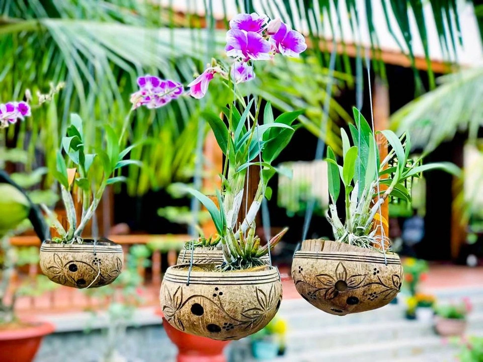 Gáo dừa khô treo trên cây không chỉ trang trí, làm đèn thắp sáng mà còn được tái chế thành chậu treo trồng cây cảnh. Ảnh: Dân trí