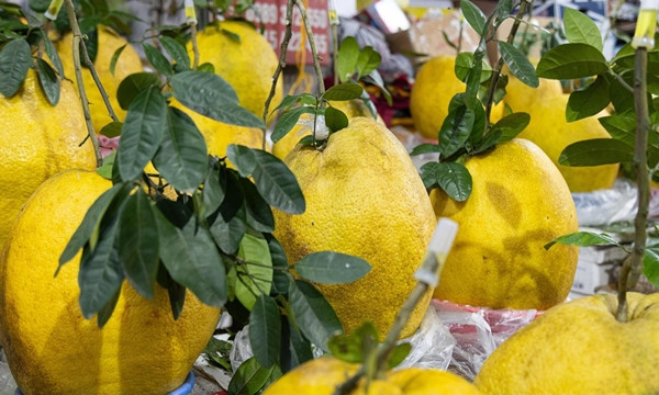 Bên cạnh đó, bưởi Kỳ Đà khổng lồ còn chơi bền, có thể bảo quản được 2,3 tháng. Ảnh: Minh Đức