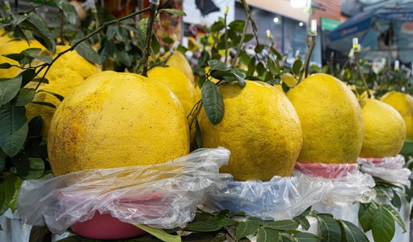 Vỏ bưởi vàng tươi, căng tròn, tỏa mùi thơm, được khách ưa chuộng tìm mua để bày bàn thờ. Ảnh: Minh Đức