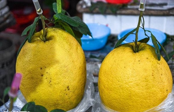 Giá bưởi Kỳ Đà dao động từ 300.000 đến 1 triệu đồng/quả. Bưởi nặng 3 - 4kg giá 300.000 - 350.000 đồng, quả từ 7 - 10kg có mức giá 850.000 - 1 triệu đồng. Ảnh: Dân trí