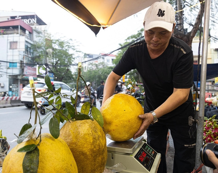 Bưởi Kỳ Đà một năm chỉ có một vụ. Từ tháng 8 Âm lịch bưởi có màu xanh, đến tháng 10 bắt đầu chín chuyển sang màu vàng óng đẹp mắt. Ảnh: Minh Đức