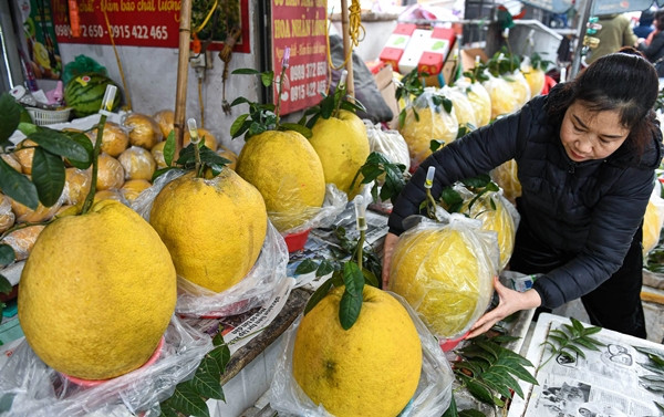 Bưởi Kỳ Đà có nguồn gốc từ Tuyên Quang được thương lái thu mua và lựa chọn cẩn thận mang về Hà Nội, phục vụ người dân. Ảnh: Dân trí