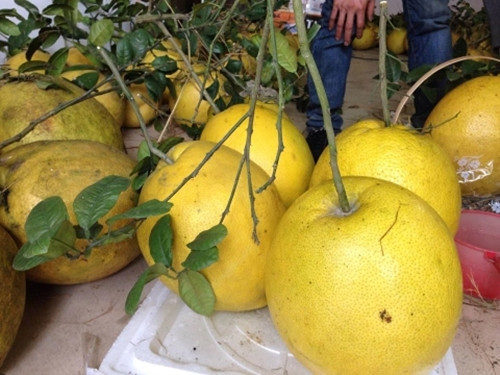 Những ngày cận Tết Nguyên đán 2024, thị trường trái cây ở Hà Nội trở nên sôi động với nhiều mặt hàng độc lạ. Trong đó, bưởi khổng lồ Kỳ Đà khá hút khách. Ảnh: Giongcaytrongdacsan