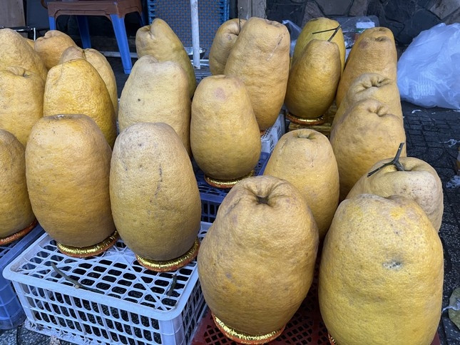 Bưởi Kỳ Đà có trọng lượng và kích thước gấp 3 - 4 lần loại thường, trung bình từ 3 - 5 kg, có quả nặng tới 8 kg. Ảnh: Tiền phong