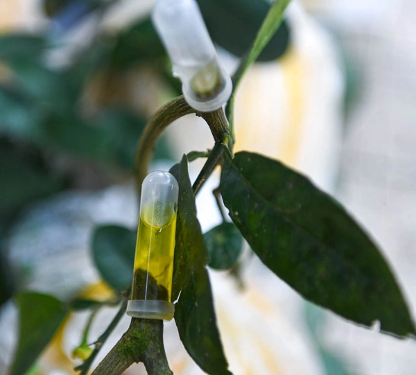 Những quả bưởi Kỳ Đà khổng lồ được buộc kín túi và đầu cành cho nước để giữ độ tươi mới khi đến tay khách hàng. Ảnh: Dân trí