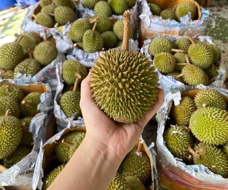 Loại sầu riêng này chỉ nặng từ 0,3-1,2kg/quả, mỗi quả có từ 3-5 hộc. Ảnh: Facebook