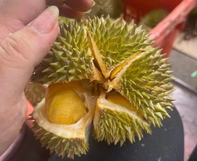 Theo đó, những trái sầu riêng từ 0,3-0,7 kg, tính ra chỉ vài chục nghìn đồng một quả. Ảnh: Dân Việt