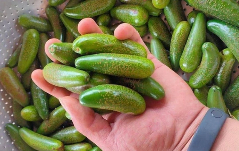 Bơ mini hay còn gọi bơ ngón tay cũng được nhiều khách hàng tìm mua. Ảnh: Gia đình &amp; xã hội