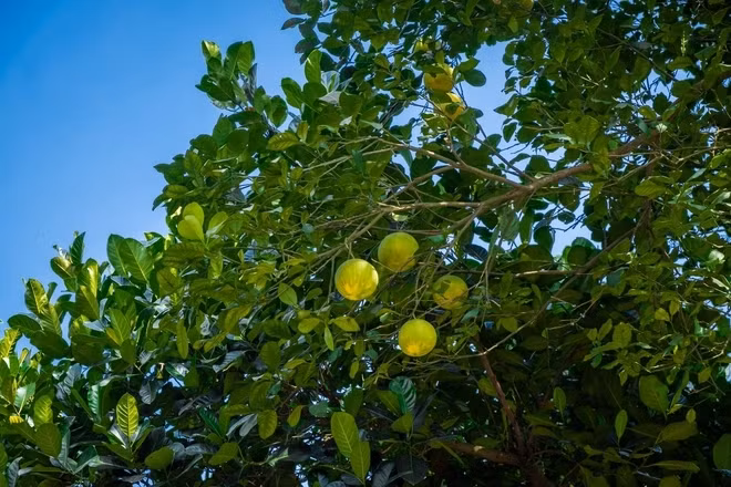 Đáng chú ý, toàn bộ số cây trong vườn nhà nghệ sĩ Quang Tèo đều là quà khán giả tặng như 2 cây chè cổ hàng hiếm, cây vú sữa, cây bưởi cao chục mét, cây hoa nhài Nhật, cây phi lao, cây hồng cổ... Ảnh chụp màn hình