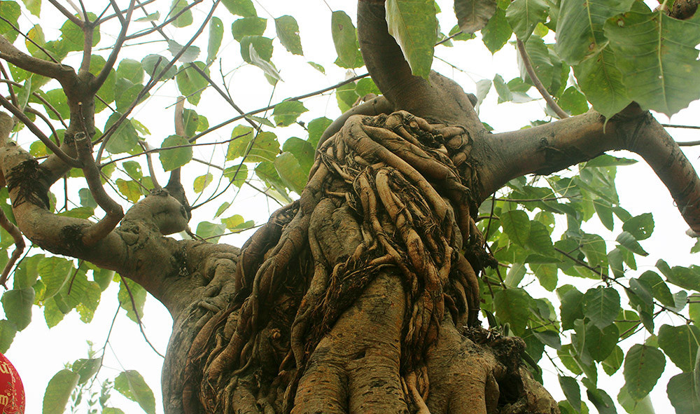 Từng có vị khách sẵn sàng trả hơn 2 tỷ đồng để sở hữu cây bồ đề cổ nhưng ông Tiến chưa đồng ý. Ảnh: Vietnamnet