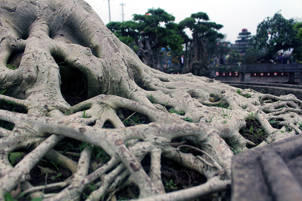 Với dân sành chơi, chỉ cần nhìn qua bộ rễ là có thể thẩm định giá và nhẩm ra số tuổi của cây. Ảnh: Vietnamnet