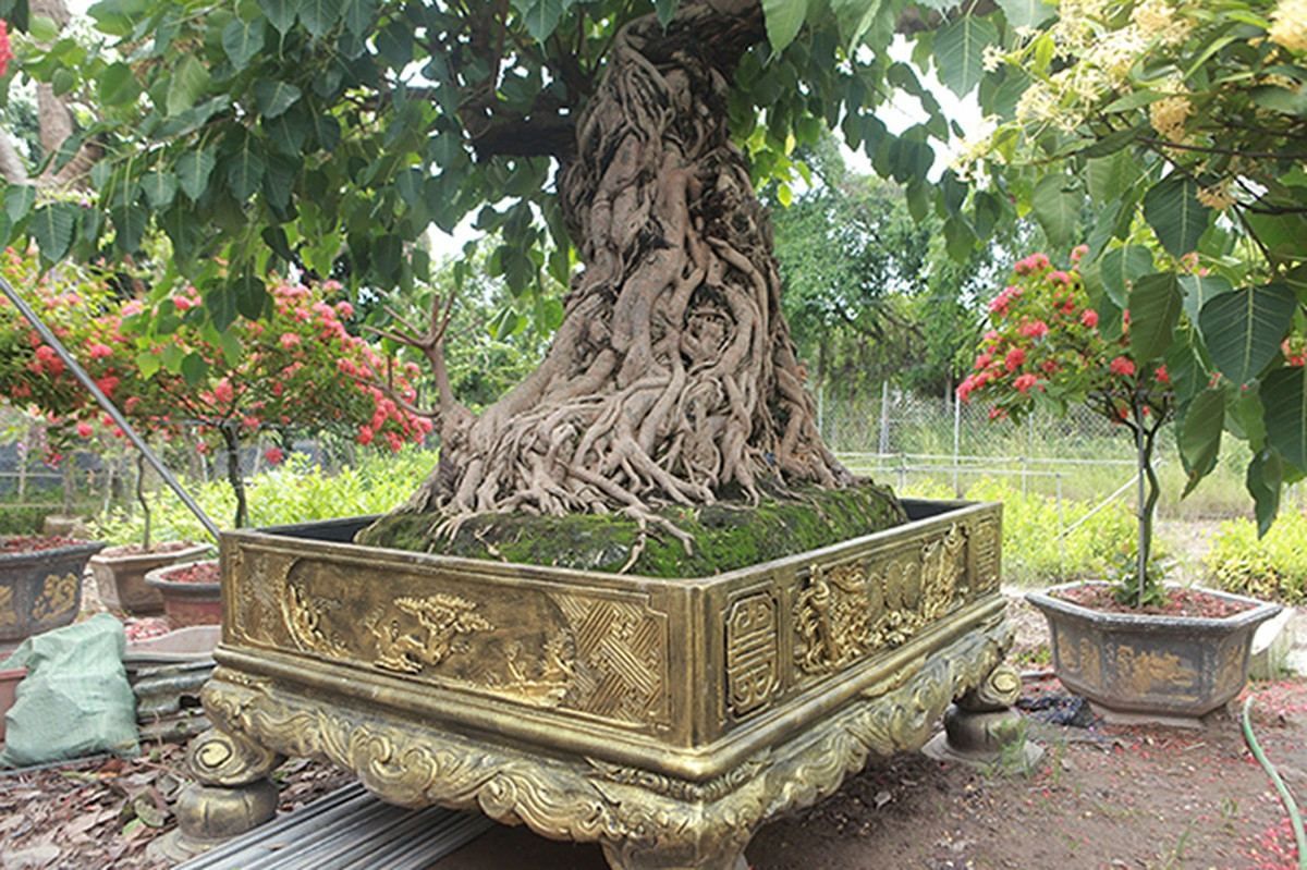 Ông Tiến cho biết, một ngày nào đó chấp thuận nhượng lại thì cũng phải tìm cho cây một người chủ đích thực, không chỉ tâm huyết mà còn phải hiểu về cây. Ảnh: Dân Việt