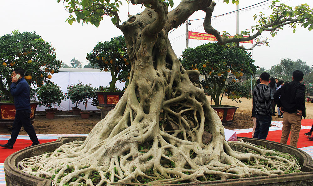 Bộ rễ cây chảy ra kín xung quanh thân, bề mặt mịn và không còn sẹo lồi lõm. Ảnh: Vietnamnet