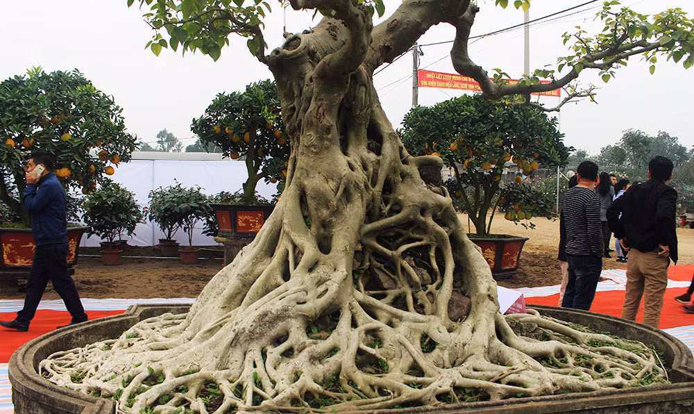 Bộ rễ cây chảy ra kín xung quanh thân, bề mặt mịn và không còn sẹo lồi lõm. Ảnh: Vietnamnet