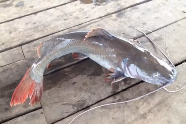 Từ xa xưa, cá lăng là đặc sản tiến vua bởi mùi vị thơm ngon rất đặc trưng. Thịt cá lăng thơm, ít xương dăm, giàu chất dinh dưỡng. Ảnh: Hieuhaisan