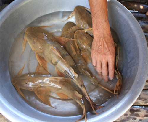 Cá ké hay còn được biết đến với tên gọi khác cá chiên, là loài cá da trơn, sống nhiều ở vùng nước sâu, đoạn sông hồ ghềnh thác như sông Đà, sông Mã, sông Lô... Ảnh: Trangtraiviet