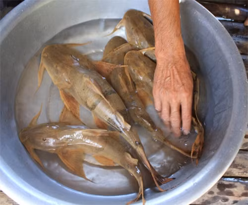 Cá ké hay còn được biết đến với tên gọi khác cá chiên, là loài cá da trơn, sống nhiều ở vùng nước sâu, đoạn sông hồ ghềnh thác như sông Đà, sông Mã, sông Lô... Ảnh: Trangtraiviet