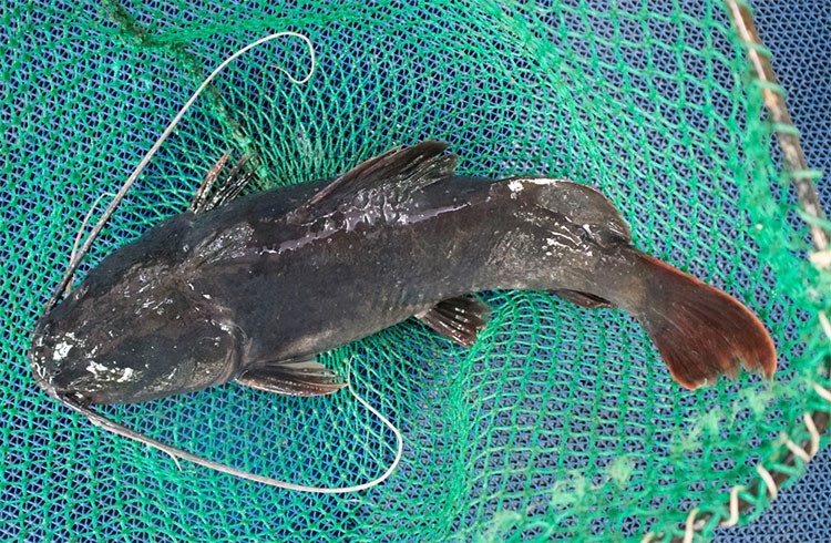 Cá lăng thường sống trong hang sâu, ăn rêu đá nên thịt rất chắc và ngọt. Trung bình, giá cá lăng dao động từ 120.000 – 700.000 đồng/kg, tùy chủng loại. Ảnh: Tapchithuysan