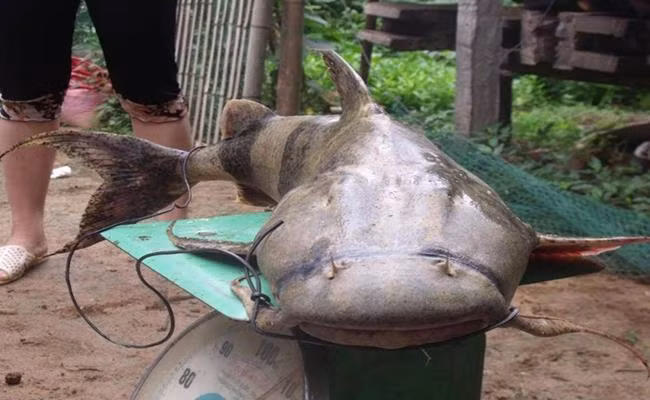 Khó đánh bắt nên giá cá chiên rất đắt, cá càng to thì giá trị càng lớn. Thậm chí, có những con có giá trị lên tới hàng chục triệu đồng. Ảnh: Dân Việt