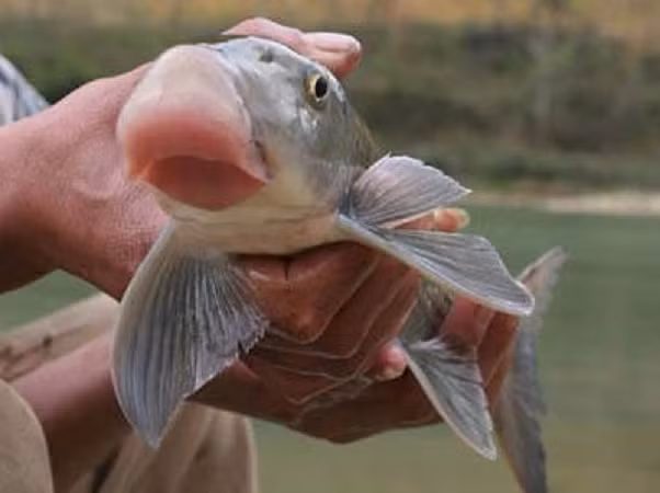 Hiện nay, cá anh vũ đã được nuôi thành công nhưng trên thị trường giá vẫn không hề rẻ, có thể lên tới hàng chục triệu đồng. Ảnh: Vietnamnet