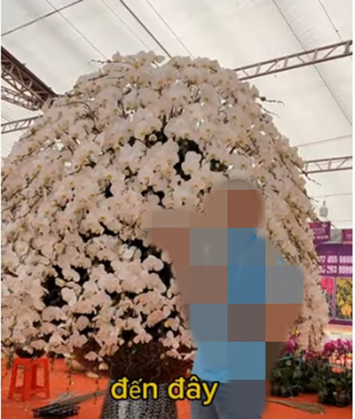 Giá trị của chậu lan khổng lồ đến từ sự tỉ mỉ, tinh tế của những người thợ. Ảnh: Tiktok