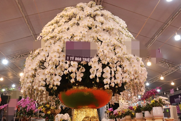 868 cành lan đều có màu trắng đặc trưng, thể hiện sự sang trọng, quý phái. Ảnh: Thegioitiepthi