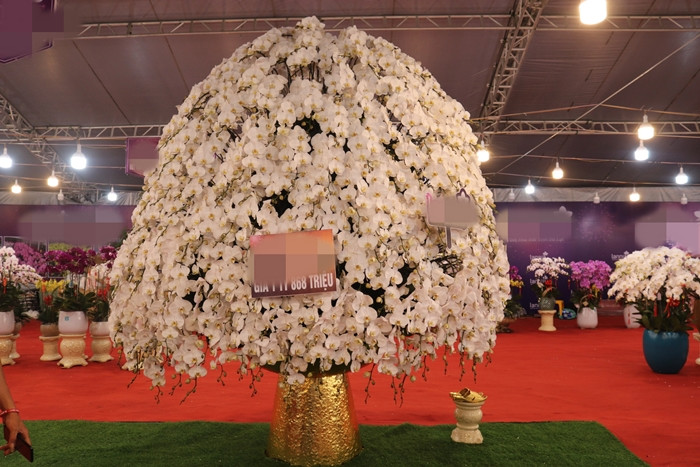 Chậu lan được ghép từ 868 cành lan loại 1, có nguồn gốc Đà Lạt. Ảnh: Thegioitiepthi