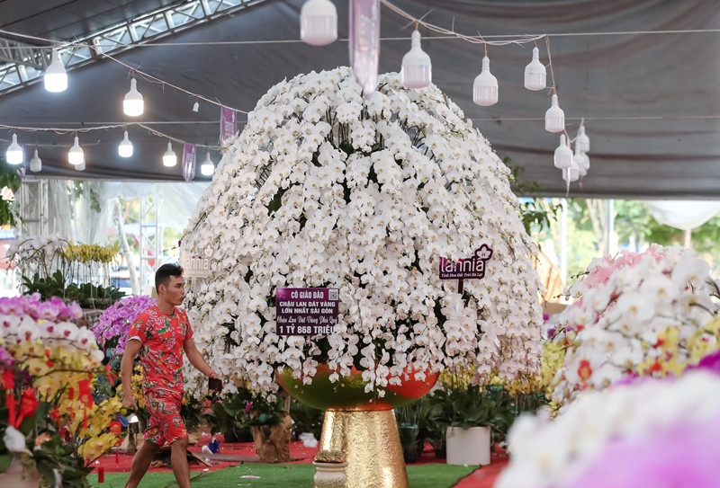 Tại gian hàng hoa ở khu chợ đêm Thảo Điền (TP Thủ Đức), chậu lan hồ điệp cao gần 4 mét, đường kính 3,5 mét có giá 1,868 tỷ đồng thu hút sự quan tâm của đông đảo khách hàng.