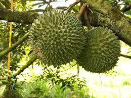 Theo các chủ cửa hàng trái cây, sầu riêng Black Thorn Việt Nam đang trồng thử nghiệm nên sản lượng còn ít, không đủ đáp ứng nhu cầu của khách. Ảnh: Facebook