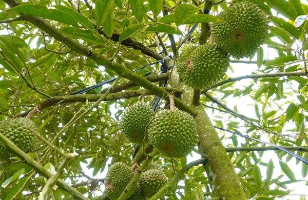 Trước kia, sầu riêng Black Thorn Malaysia về Việt Nam đa phần là hàng cấp đông. Nhưng vài năm gần đây, Black Thorn được các hộ dân ở miền Tây nhân giống và hiện đã cho quả. Ảnh: Dân trí