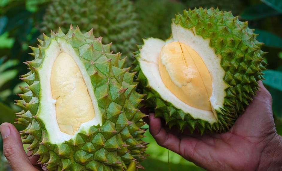 Nhiều thực khách cho biết, múi của sầu riêng Black Thorn trồng tại Việt Nam không vàng cam đậm như hàng Malaysia nhưng độ béo và ngọt ổn định. Ảnh: Dân trí