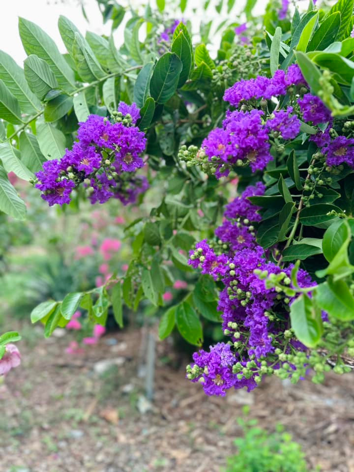 Bằng lăng Thái hoa chùm to, nở mãi không tàn.