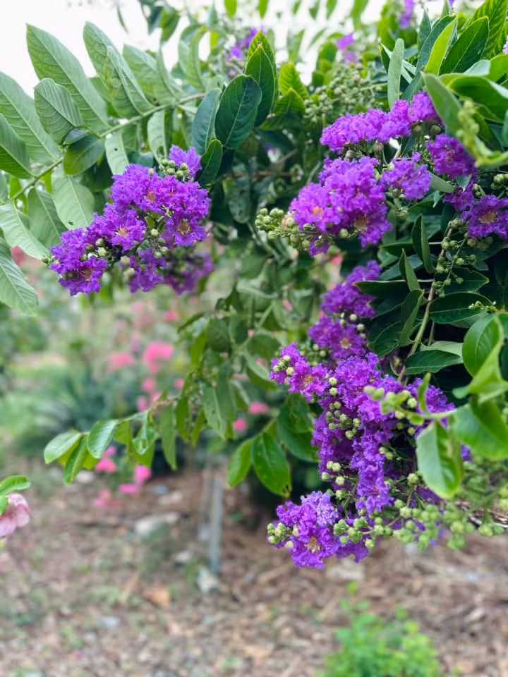 Bằng lăng Thái hoa chùm to, nở mãi không tàn.